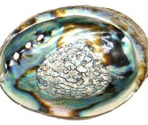 abalone
