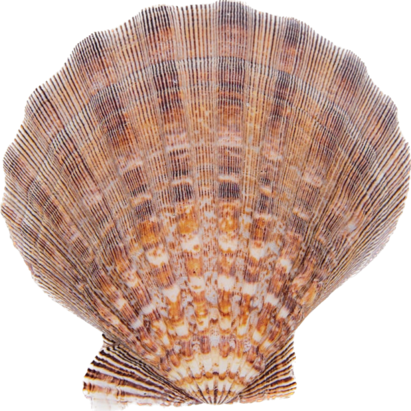 Lion's Paw smudge shell