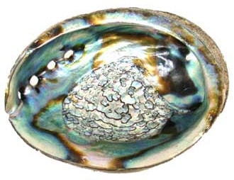 abalone