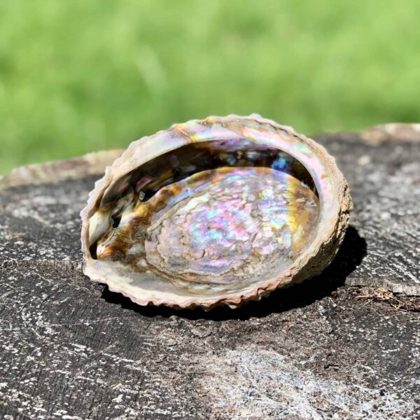 abalone