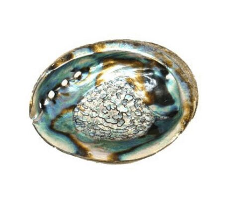 abalone