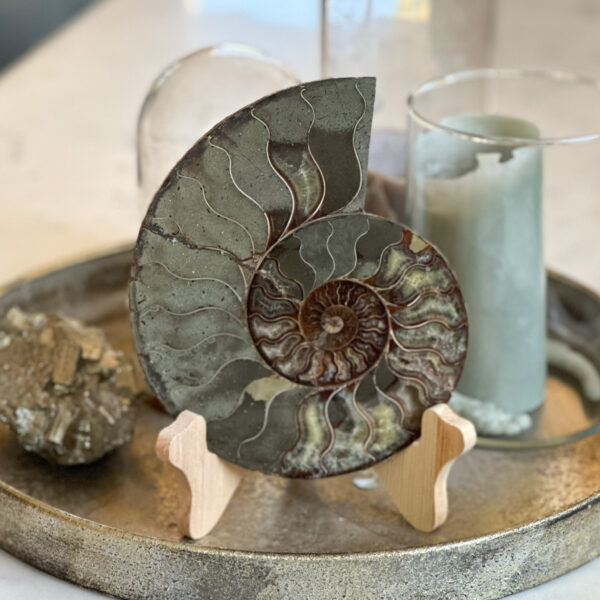 Fossil Ammonitt - Koru