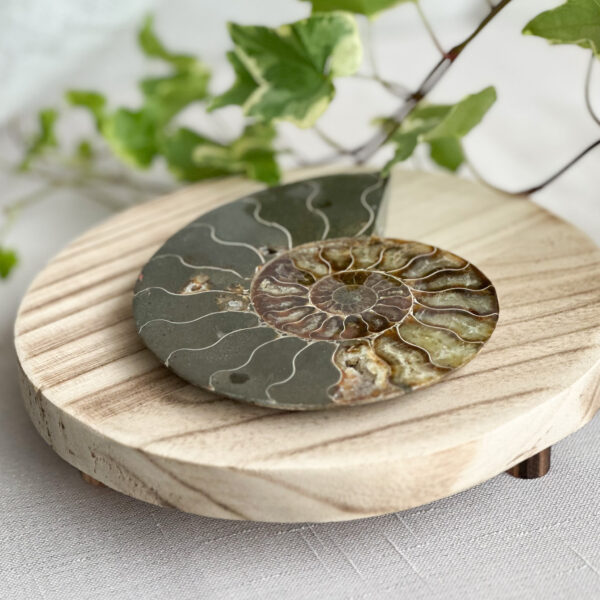 Fossil Ammonitt - Koru S